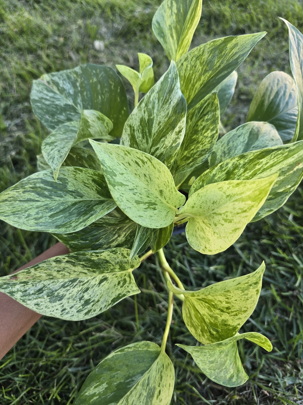 Green Variegated Pothos Vine ā Decorative Home Accent